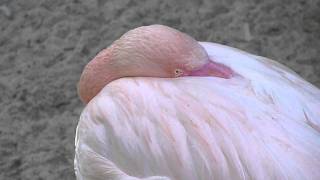 GREATER FLAMINGO WITH SCARLET IBIS [upl. by Murdock]