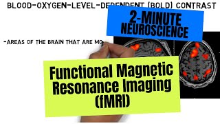 2Minute Neuroscience Functional Magnetic Resonance Imaging fMRI [upl. by Ariaek]