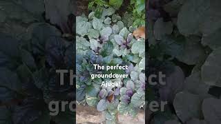 Quite possibly the most perfect groundcoverAjuga zone8a gardening ajuga Georgia [upl. by Odey]