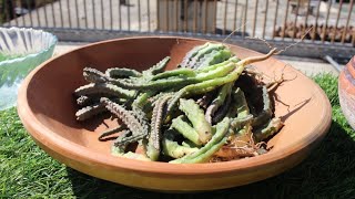 Chong sabzi Recipe  Caralluma Fimbriata Vegetable The Curry Expert [upl. by Kinsley]