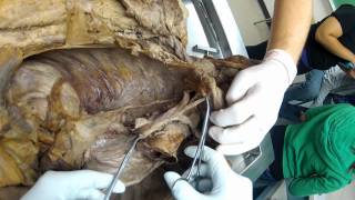 Fall 2012 Thoracic Vasculature Overview [upl. by Fifi916]