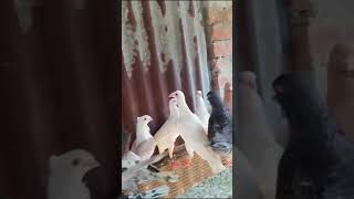 subscribe ❤️‍🔥🥰Indian fancy pigeon for sale  fancy kabutar for sale 🥰cheapest price [upl. by Rolph297]