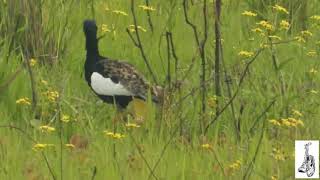 The Bengal Florican [upl. by Imat503]