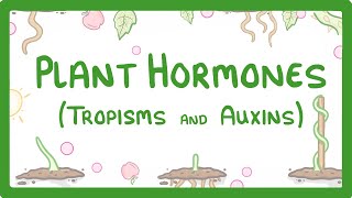 Plant Hormones  Tropisms amp Auxins 52 [upl. by Eniluap]