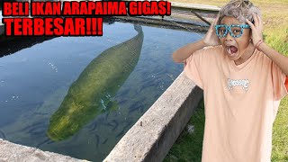 NEKAT BOCIL BELI IKAN ARAPAIMA GIGAS TERBESAR DI DUNIA [upl. by Nedearb]