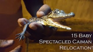 15 Baby Spectacled Caiman Relocation [upl. by Erehs]