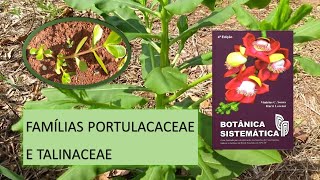 QUEM SÃO AS PLANTAS DAS FAMÍLIAS PORTULACACEAE E TALINACEAE [upl. by Ewold101]