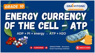 Why ATPs are called Energy Currency of the Cell  Class 10 [upl. by Nehtiek]