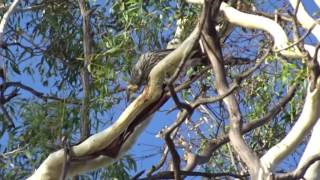 Yellow Wattlebird [upl. by Yarahs136]