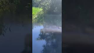 Relaxing boat tour through Wakulla Springs gators floridastateparks rvlife [upl. by Dumanian]