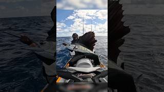 SOLO offshore SAILFISH Catch fish seafood florida sailfish bigfish miami [upl. by Shushan]