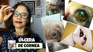 ÚLCERA DE CÓRNEA EM CÃES E GATOS [upl. by Sahpec]