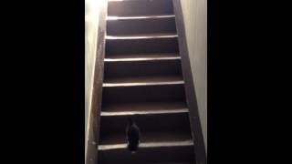 Hilarious cat fail Cat tumbles down stairs [upl. by Nalehp22]