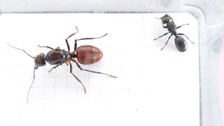 Cephalotes atratus Ecuador vs Dinomyrmex gigas Singapore 15042024 [upl. by Lehman]