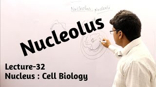 Nucleolus  Nucleus  Cell Biology  Lecture32 [upl. by Tiga]