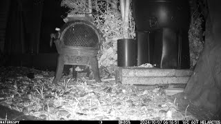 Young hedgehog gathering nesting material and taking it into its home October 2024 [upl. by Diamante]