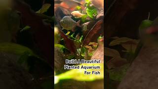 How To Create A STUNNING Natural Planted Aquarium for Fish 🪴🐟 aquarium plantedtanks [upl. by Elleinaj177]