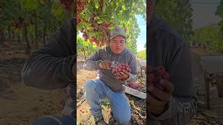 Si trabajas en la cosecha de uva 🍇 puedes comer las quieras trabajodecampo humor cosecha fruit [upl. by Ute]