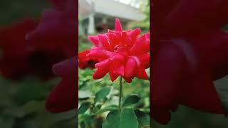 Beautiful ❤️🤩 lovely flowernature gardenideas [upl. by Trudey]