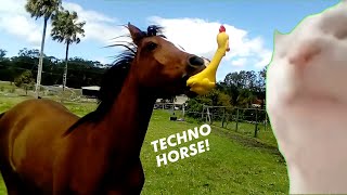 Techno Horse X The Kiffness Squeeky Chicken Toy Remix [upl. by Myrlene]