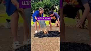 ไก่ผี funnymovie funny tortoise duet turtleday comedy worldturtleday funnyvideo [upl. by Yellehs]