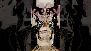 Exploded view of the brain and skull anatomy meded 3dmodel [upl. by Schnell]