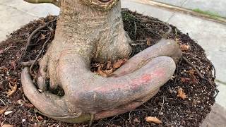 Bonsai From Field Grown Material [upl. by Lishe]