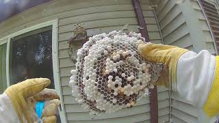 Bald faced hornets nest measuring 6 ft around attack as their nest is destroyed [upl. by Flannery337]