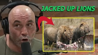 Joe Rogan Jacked Up Swamp Lions [upl. by Nomelihp332]