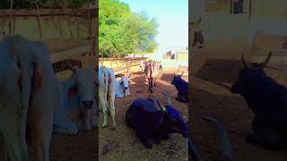 evening bell rings amp its dinner time for cows support viralvideo 1000subscriber 1millionviews [upl. by Ladnek]