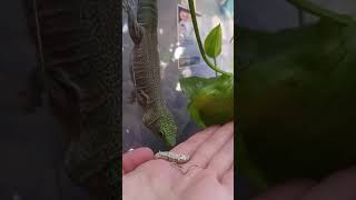 Standings Day Gecko Eating [upl. by Judi796]