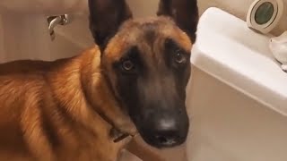 Smart Dog uses toilet and flushes goes Viral 🐕‍🦺 [upl. by Barret872]