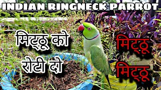 INDIAN RINGNECK PARROT 🦜  मिट्ठू को रोटी दो 😲 बोलने वाला तोता 😂Gangguparrot [upl. by Aryamoy197]