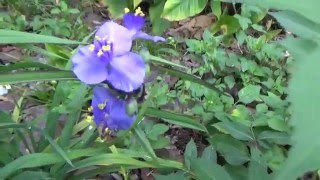 Spiderwort  edible flower and leaves identification and information [upl. by Chavez164]