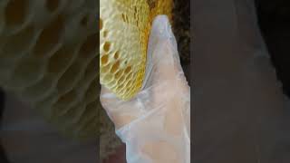 Amazing breeding honey carries harvested natural bees wildbees bee natural menglyvlong [upl. by Lehcin494]