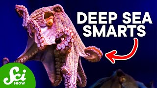 Why The Octopus is So Incredibly Intelligent [upl. by Hermosa]