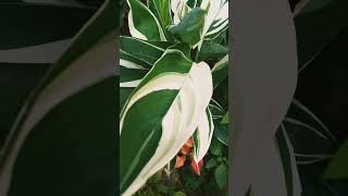 organic beautiful flowers  unlimited plant cultivation channel [upl. by Ahsienyt]