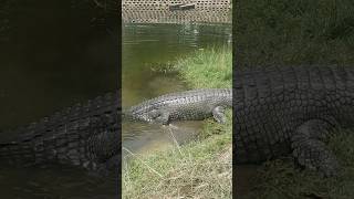 Gharial attack gharial crocodile viral viralvideo [upl. by Smiley]