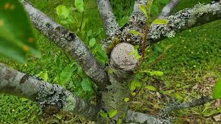 Heavy Cuts Followup on pruning the pear [upl. by Adalbert163]