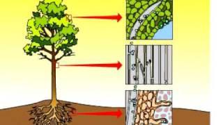 Transpiration in a plant [upl. by Elesig]