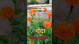 Best fertilizer for Marigold terracegardening marigold gardening [upl. by Enailuj185]