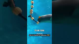 Unbelievable Dolphin Trick Blowing Perfect Oxygen Rings dolphin fish unexpected [upl. by Ettenuj640]