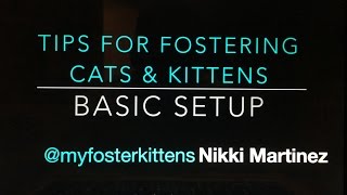 Setting Up a CatKitten Foster Room [upl. by Adnohsad679]