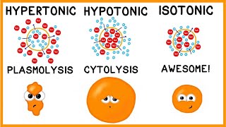 Hypertonic Hypotonic and Isotonic Solutions [upl. by Adnawyek]