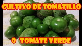 TOMATE VERDE TOMATILLO O TOMATE DE CASCARA  CULTIVO EN MACETAS quotPROCESO COMPLETOquot [upl. by Rolland]