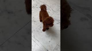 My pet Choco Poodle youtubeshort doglover dog2024 [upl. by Ardni389]