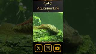 🐟Sthiphodon ornatus gobio arcoiris gobyfish aquarium aquariumhobby ytshorts [upl. by Amabelle]