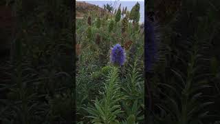 Pride of Madeira Echium candicans [upl. by Coveney]