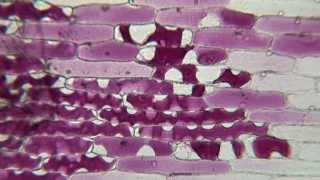 Plasmolysis of Red Onion in Sucrose [upl. by Elnukeda]