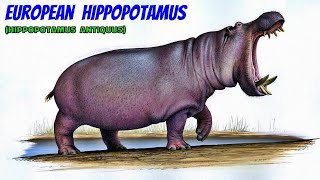 European Hippopotamus Hippopotamus antiquus [upl. by Sigismondo570]